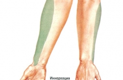 Наружный кожный нерв предплечья - N. Cutaneus antebrachii lateralis - Иннервация
