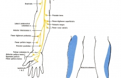 Кожномышечный нерв - N. Musculocutaneus - Иннервация и анатомия