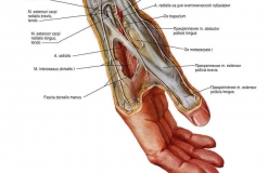 Лучевой нерв - N. Radialis - Анатомия